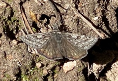 Erynnis telemachus