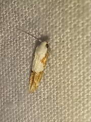 Mompha circumscriptella