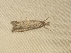 Haimbachia placidellus