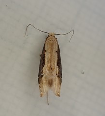 Crypsitricha generosa