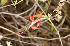 Anisacanthus