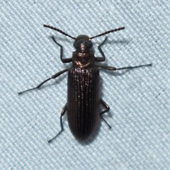 Strongylium crenatum