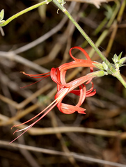 Anisacanthus