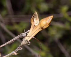 Anisacanthus