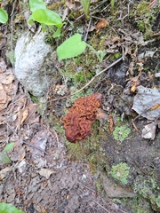 Gyromitra