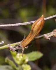 Anisacanthus