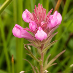 Orthocarpus bracteosus