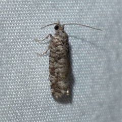 Retinia gemistrigulana