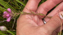 Orthocarpus bracteosus