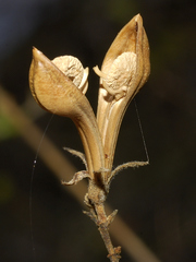 Anisacanthus