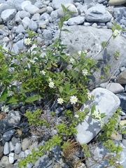 Lantana canescens