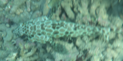 Epinephelus quoyanus