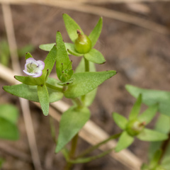 Gratiola ebracteata