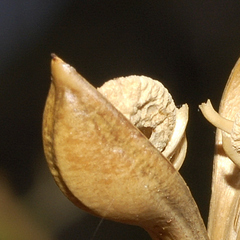 Anisacanthus