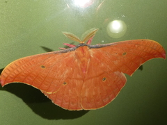 Copaxa syntheratoides