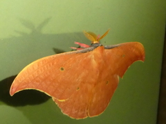 Copaxa syntheratoides