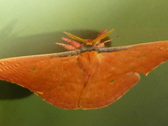 Copaxa syntheratoides