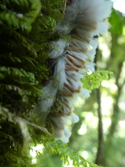 Neopreptos marathusa