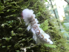 Neopreptos marathusa