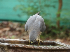 Accipiter badius