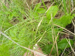 Kadenia dubia