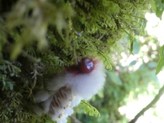 Neopreptos marathusa