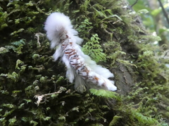 Neopreptos marathusa