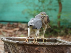 Accipiter badius