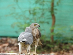 Accipiter badius
