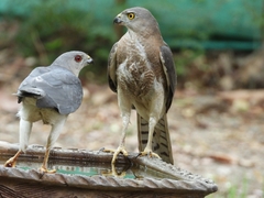 Accipiter badius