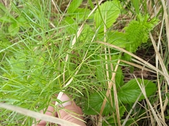 Kadenia dubia
