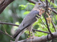 Accipiter badius