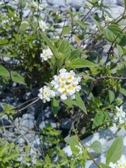 Lantana canescens