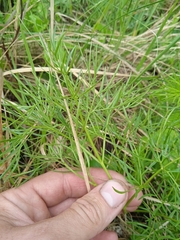 Kadenia dubia