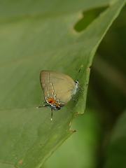 Theclopsis gargara