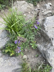 Salvia miltiorrhiza