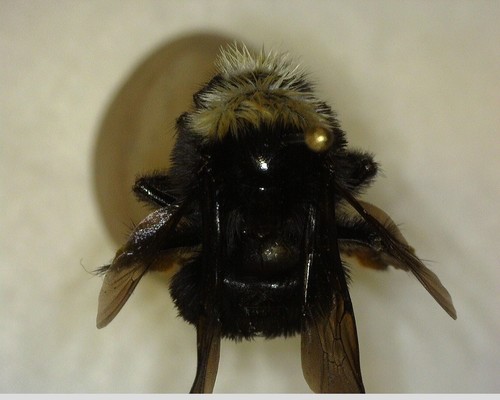 iNaturalist observation photo of Pyrobombus