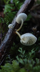 Mycena subulifera