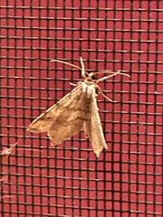 Euchlaena tigrinaria