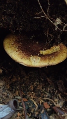 Austropaxillus statuum