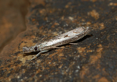 Platytes alpinella
