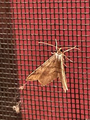 Euchlaena tigrinaria