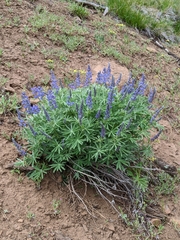 Lupinus bingenensis