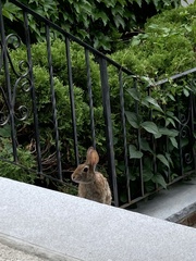 Sylvilagus floridanus