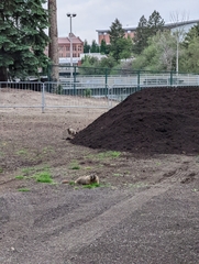 Marmota flaviventris