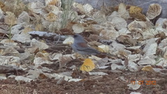 Junco hyemalis caniceps