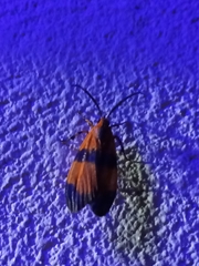 Correbidia terminalis