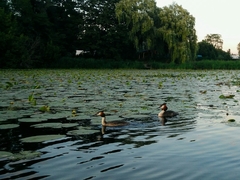 Podiceps cristatus