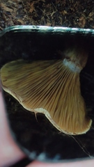 Austropaxillus statuum
