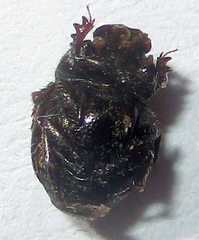 Onthophagus quadrimaculatus